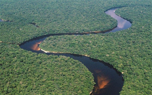 Foresta del bacino del fiume Congo